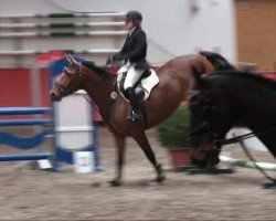 horse Candy 657 (KWPN (Royal Dutch Sporthorse), 2003, from Faldo)