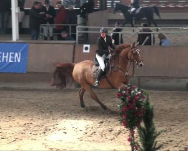 jumper Piccolina (Hanoverian, 1994, from Pablo)