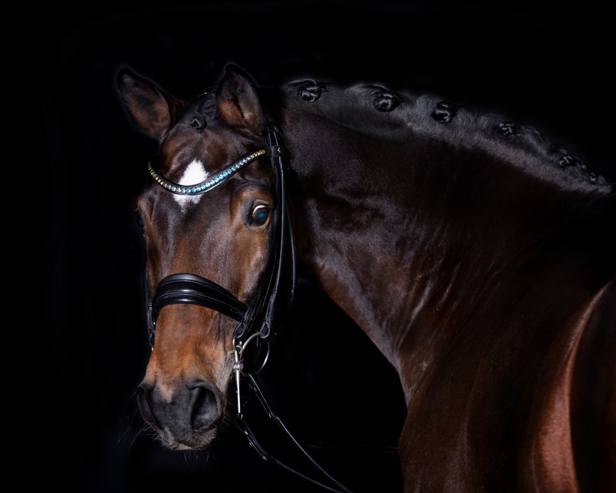 dressage horse Lord Friedrich (German Sport Horse, 2009, from Lord Fantastic)