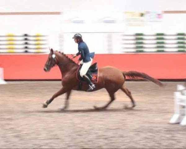 Springpferd Inburg (Trakehner, 2002, von Burgund)