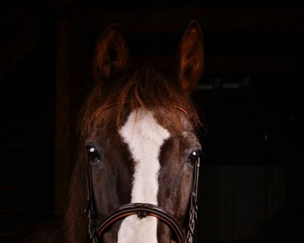 broodmare Date with Destiny (German Riding Pony, 1993, from Merlin)