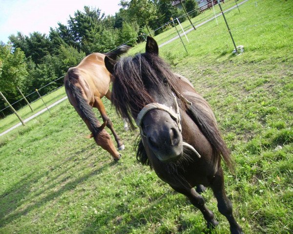 Pferd Sammy (Shetland Pony,  )