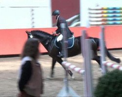 dressage horse Aurelio S (Bavarian, 2005, from Acasino B)