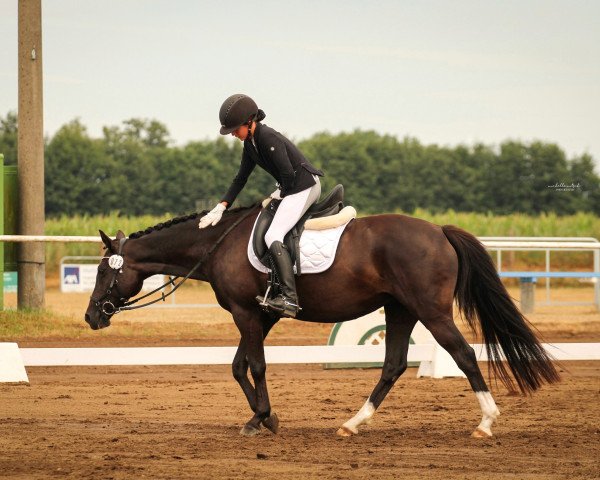 dressage horse Proud Ginny (German Riding Pony, 2010, from Proud Rocketti)