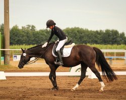 Dressurpferd Proud Ginny (Deutsches Reitpony, 2010, von Proud Rocketti)