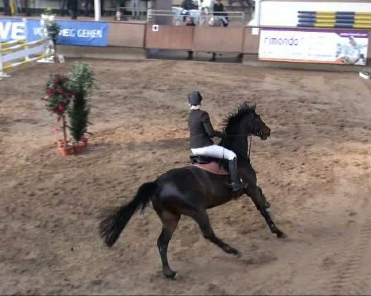 horse Cordego (Holsteiner, 1994, from Cor de la Bryère)