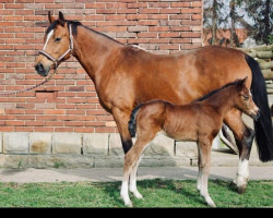 Zuchtstute Coco de luxe B (Deutsches Reitpony, 2011, von FS Champion de Luxe)