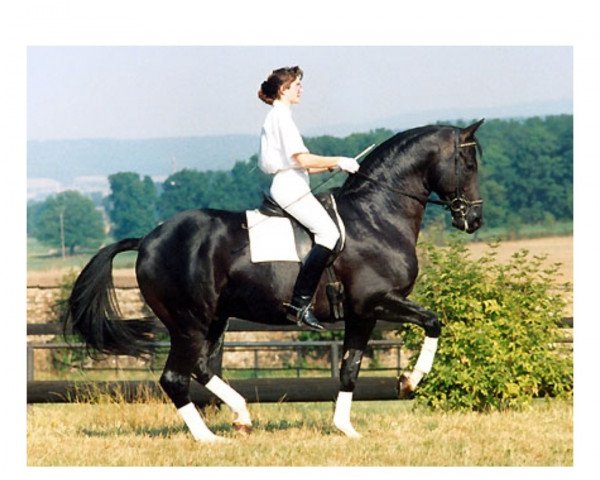 stallion Kostolany (Trakehner, 1984, from Enrico Caruso)