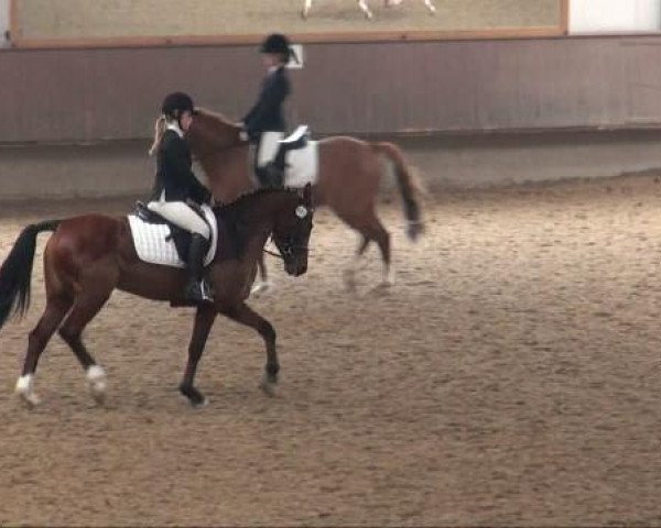 dressage horse Cacharell (German Riding Pony, 2003, from Chevallier)