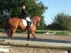 dressage horse Limbiskit (Westphalian, 2001, from Lancer III)