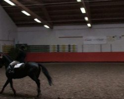 jumper Cocco Contina (Hanoverian, 2003, from Conteur)