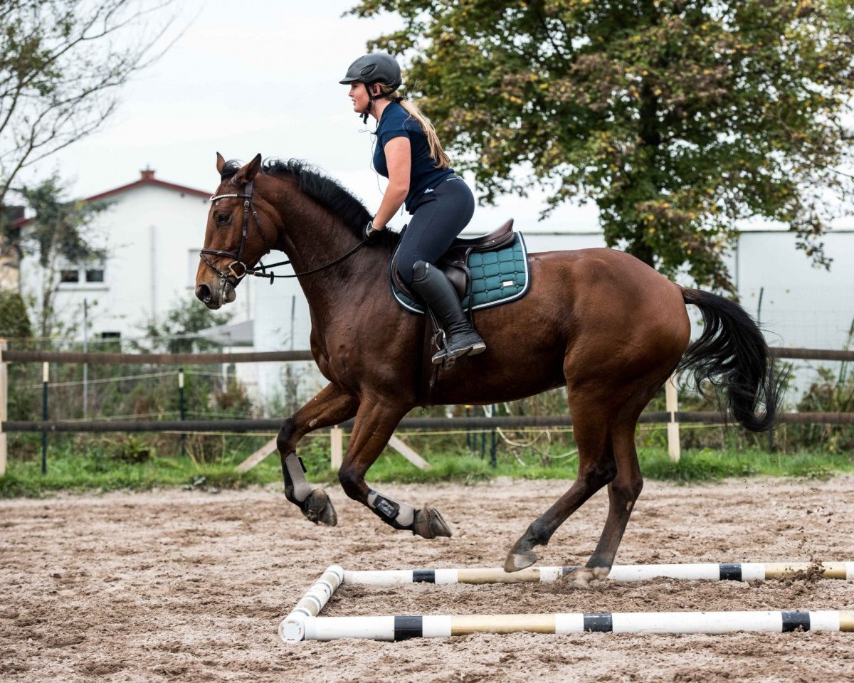 broodmare Stella B 3 (Hanoverian, 2009, from Stalypso)