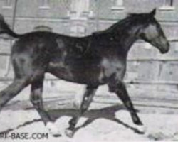 broodmare Donaulied vom Schimmelhof (Trakehner, 1960, from Boris)