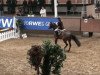 jumper Dumont's First (German Riding Pony, 2003, from Dumont)