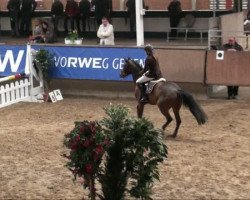 jumper Dumont's First (German Riding Pony, 2003, from Dumont)