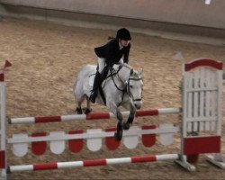 jumper Antonella D (German Riding Pony, 2003, from Amarillys Sensation D)