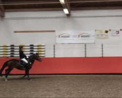 jumper Suzuki 2 (Oldenburg show jumper, 2002, from Clerus)