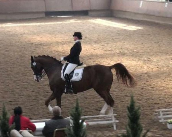 dressage horse Fangello (Westphalian, 2004, from Fürst Piccolo)