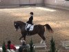 dressage horse Fangello (Westphalian, 2004, from Fürst Piccolo)