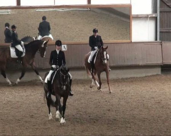 dressage horse Carl 22 (Holsteiner, 1998, from Contender)