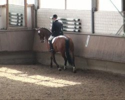 dressage horse Reinster Wahnsinn (Westphalian, 2003, from Rheingau)