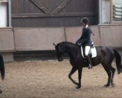 dressage horse Akitos 9 (Rhinelander, 2002, from Abanos)