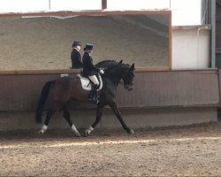 dressage horse Sambuca 33 (Westphalian, 2003, from Show Star)