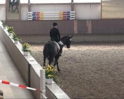 dressage horse Lady Roosevelt (Westphalian, 2003, from Leardo)