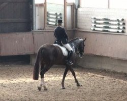 dressage horse Dance in Time 2 (Westphalian, 2005, from Don Bedo I)