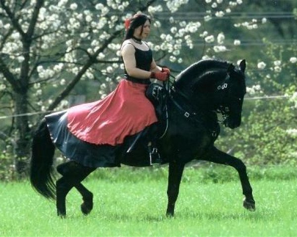 horse Lorde (Lusitano,  )