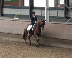 dressage horse Danea (Westphalian, 2003, from De Niro)