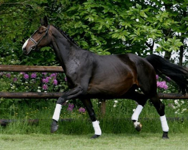 horse Utine (KWPN (Royal Dutch Sporthorse), 2001, from Obelisk)