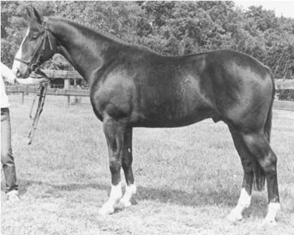 stallion Valblank (KWPN (Royal Dutch Sporthorse), 1979, from Le Val Blanc xx)