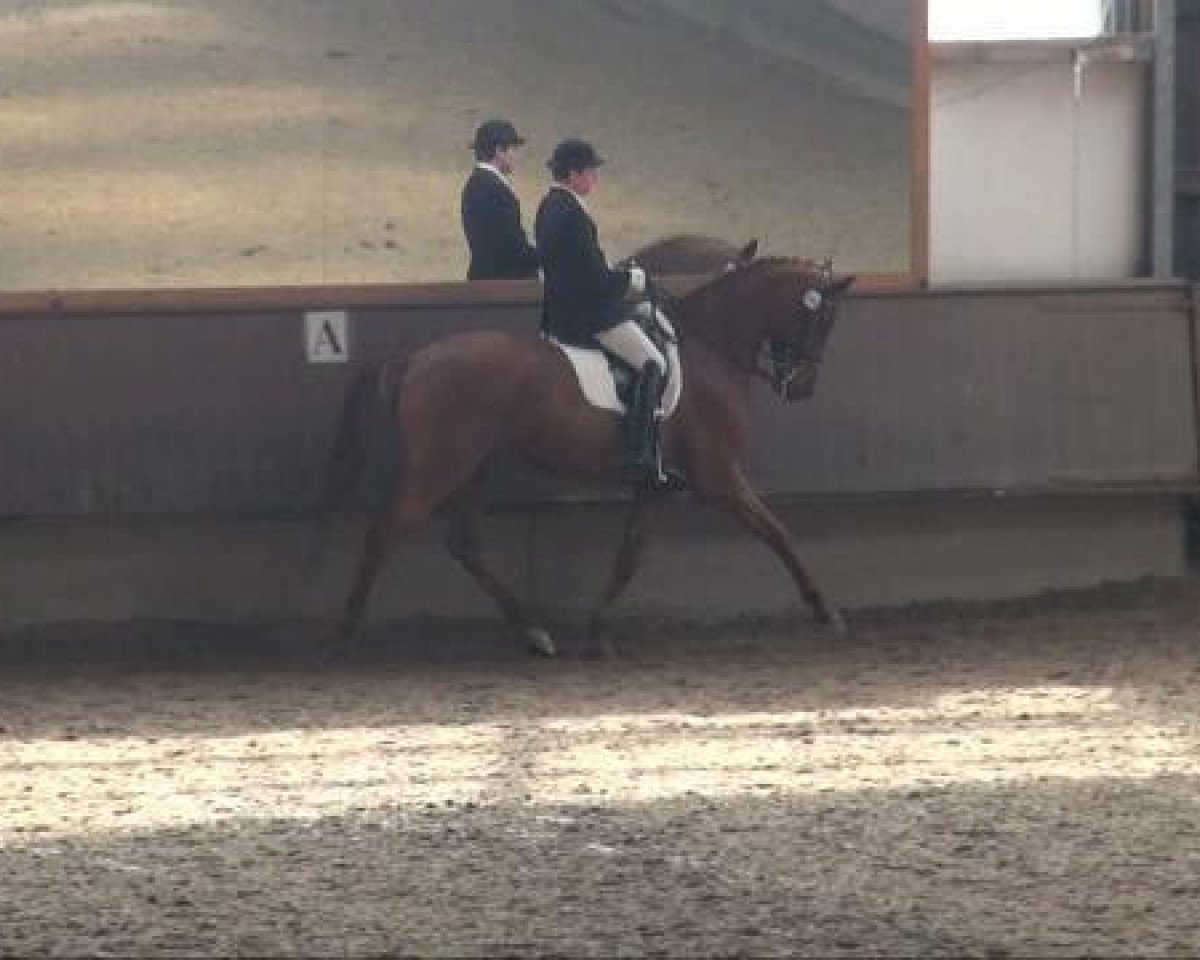 dressage horse Camerino B (Hanoverian, 2003, from Cordoba)