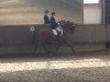 dressage horse Camerino B (Hanoverian, 2003, from Cordoba)