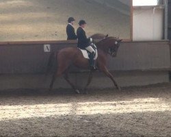 dressage horse Camerino B (Hanoverian, 2003, from Cordoba)