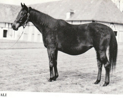 broodmare Vali II xx (Thoroughbred, 1954, from Sunny Boy III xx)