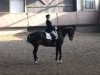 dressage horse Wall Street 32 (Hanoverian, 1997, from Wesley)