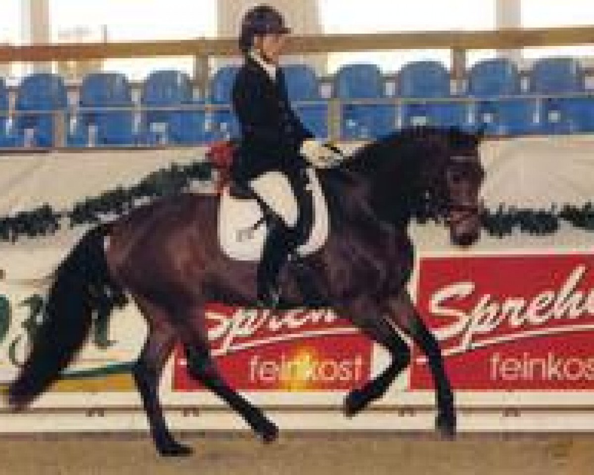 Dressurpferd Dorado W 2 (Mecklenburger, 2002, von D'Olympic)