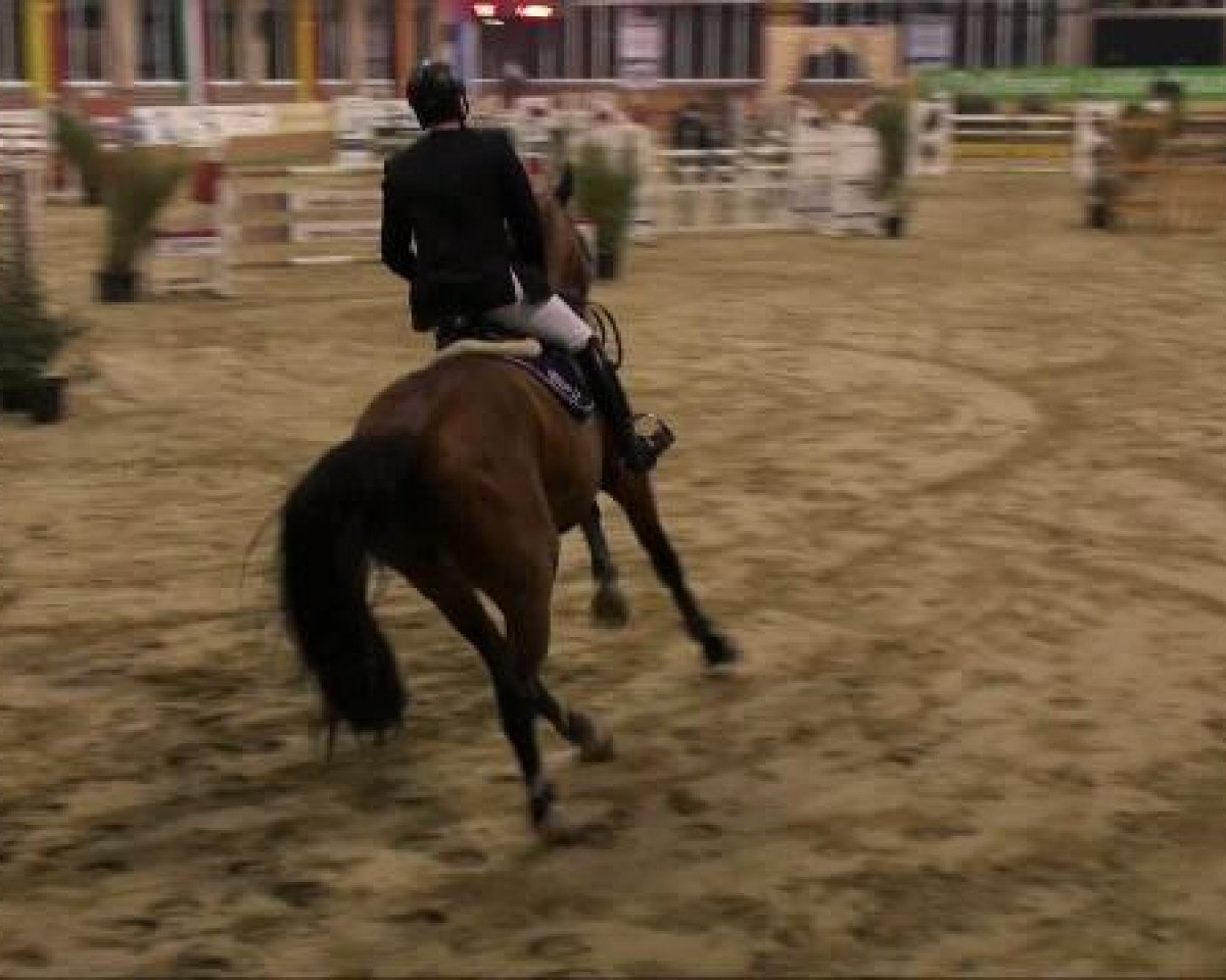 Deckhengst Baron Pkz (Oldenburger, 2002, von Baloubet du Rouet)
