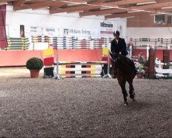 dressage horse Ciara (German Sport Horse, 2005, from Collini)