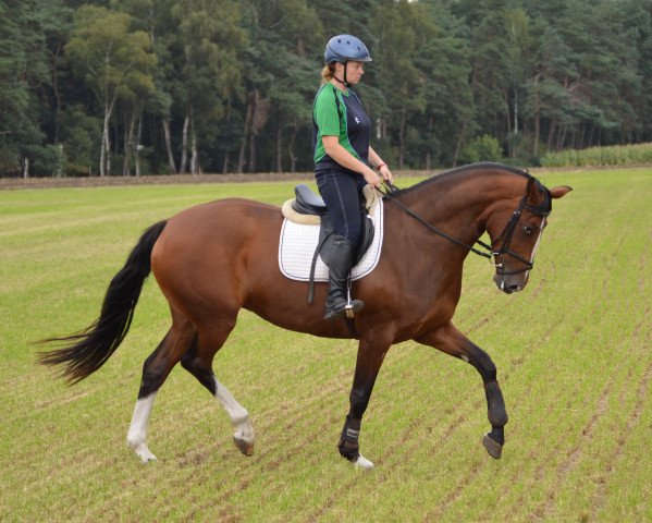 broodmare Stute von Leredo (Oldenburg, 2010, from Blue Hors Leredo)