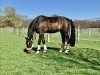 Dressurpferd Golden Boy 181 (KWPN (Niederländisches Warmblut), 2011, von Andretti)