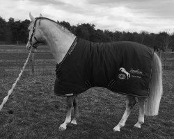 stallion Coblesse Oranje (Hanoverian, 2010, from Cristallo I)