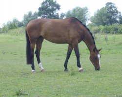 dressage horse Carry Ann W (Mecklenburger, 2004, from Cefalo)