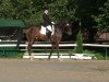 dressage horse Sokrates 113 (Oldenburg, 2002, from Sandro Hit)