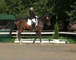 dressage horse Sokrates 113 (Oldenburg, 2002, from Sandro Hit)