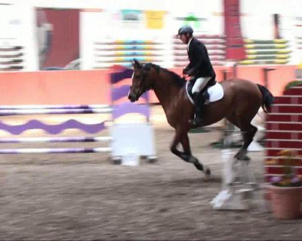 jumper Before Sunrise (German Riding Pony, 1998, from Boss)