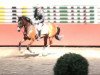 broodmare Riccarda 19 (Bavarian, 2006, from Acajou 51)