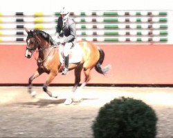 broodmare Riccarda 19 (Bavarian, 2006, from Acajou 51)